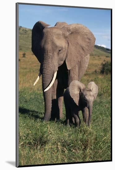 Mother and Baby Elephant-DLILLC-Mounted Photographic Print