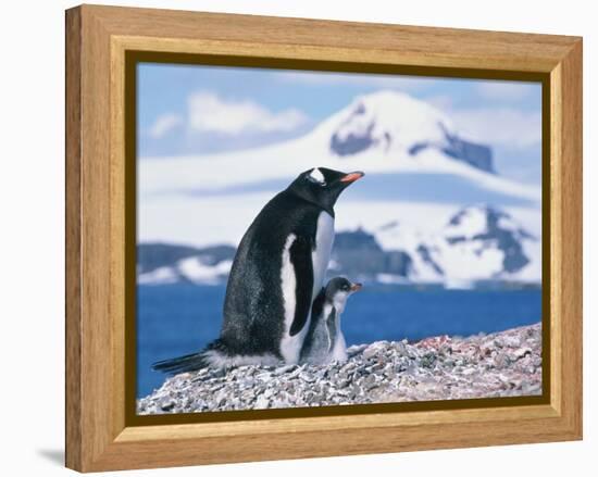 Mother and baby gentoo penguins-Kevin Schafer-Framed Premier Image Canvas