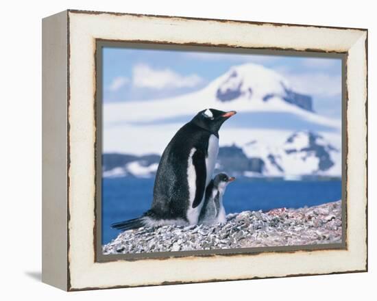 Mother and baby gentoo penguins-Kevin Schafer-Framed Premier Image Canvas