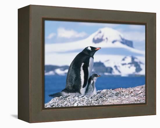 Mother and baby gentoo penguins-Kevin Schafer-Framed Premier Image Canvas