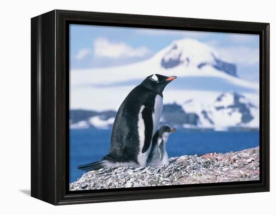 Mother and baby gentoo penguins-Kevin Schafer-Framed Premier Image Canvas