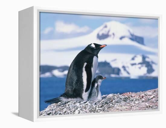 Mother and baby gentoo penguins-Kevin Schafer-Framed Premier Image Canvas