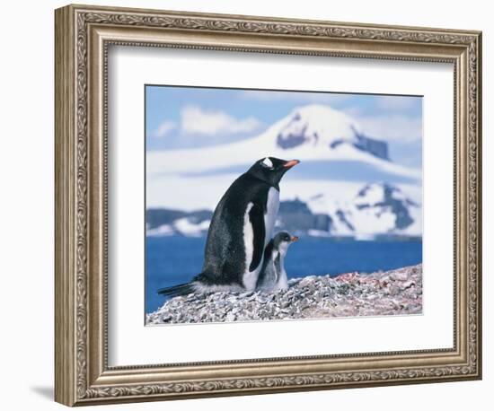 Mother and baby gentoo penguins-Kevin Schafer-Framed Photographic Print