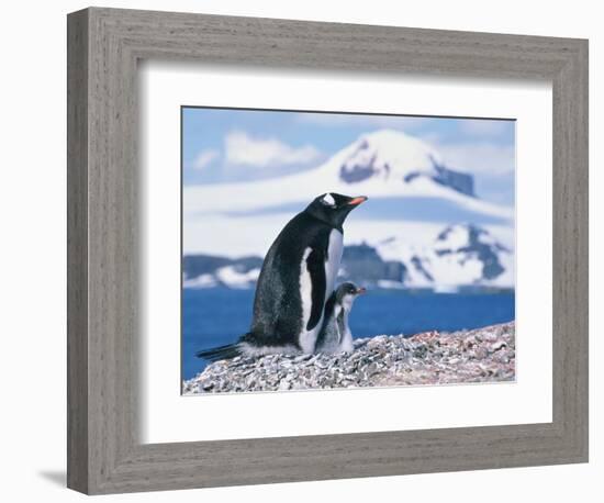 Mother and baby gentoo penguins-Kevin Schafer-Framed Photographic Print