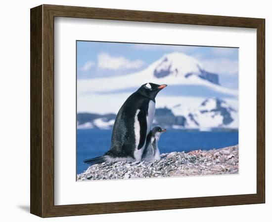 Mother and baby gentoo penguins-Kevin Schafer-Framed Photographic Print