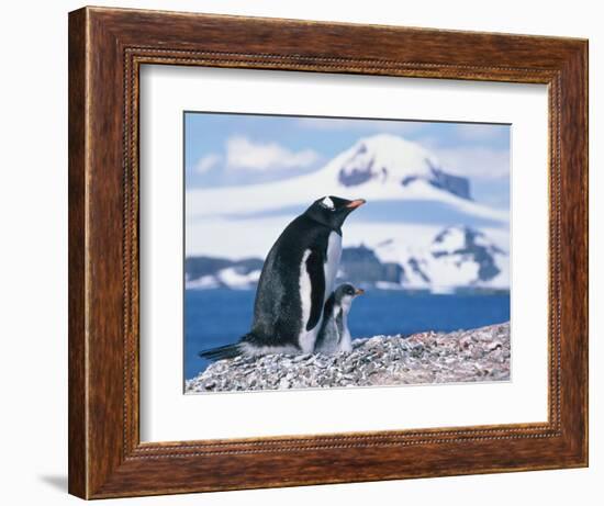 Mother and baby gentoo penguins-Kevin Schafer-Framed Photographic Print