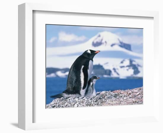 Mother and baby gentoo penguins-Kevin Schafer-Framed Photographic Print