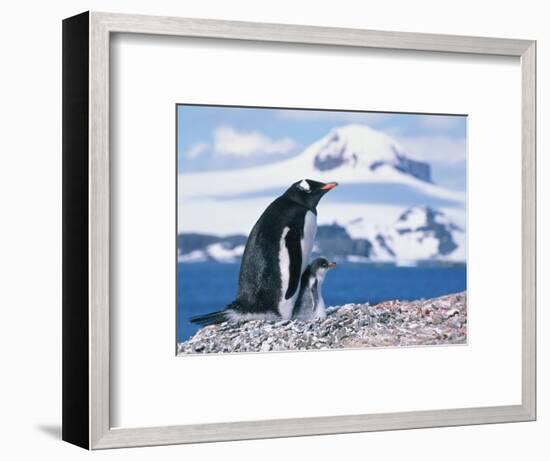 Mother and baby gentoo penguins-Kevin Schafer-Framed Photographic Print