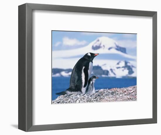 Mother and baby gentoo penguins-Kevin Schafer-Framed Photographic Print