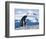 Mother and baby gentoo penguins-Kevin Schafer-Framed Photographic Print