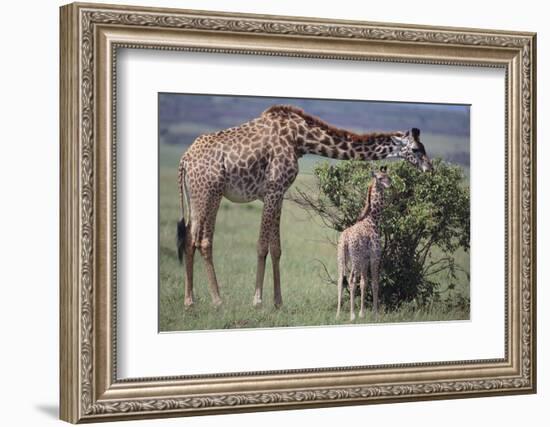 Mother and Baby Giraffe Grazing Together-DLILLC-Framed Photographic Print