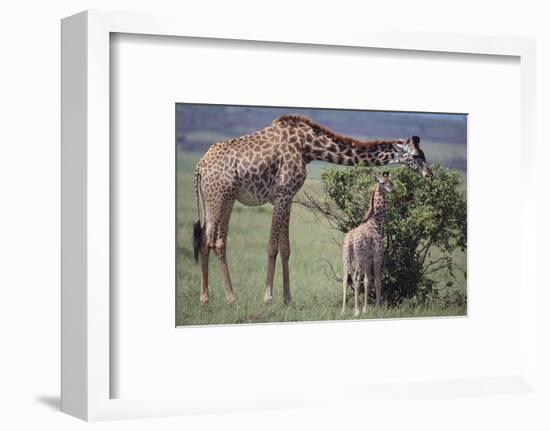 Mother and Baby Giraffe Grazing Together-DLILLC-Framed Photographic Print