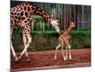 Premium Photographic Print
