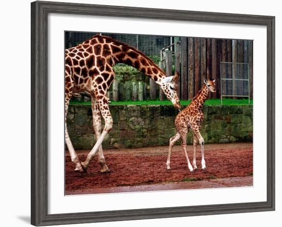 Mother and Baby Giraffe Making Its First Public Appearance at Edinburgh Zoo, January 1998-null-Framed Photographic Print