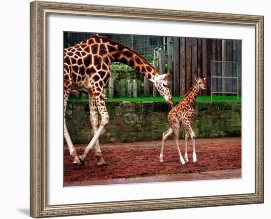 Mother and Baby Giraffe Making Its First Public Appearance at Edinburgh Zoo, January 1998-null-Framed Photographic Print