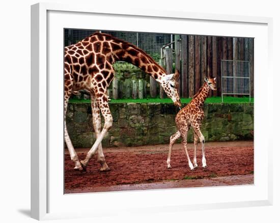 Mother and Baby Giraffe Making Its First Public Appearance at Edinburgh Zoo, January 1998-null-Framed Photographic Print