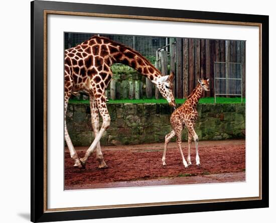 Mother and Baby Giraffe Making Its First Public Appearance at Edinburgh Zoo, January 1998-null-Framed Photographic Print