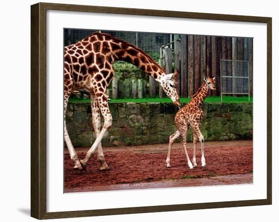 Mother and Baby Giraffe Making Its First Public Appearance at Edinburgh Zoo, January 1998-null-Framed Photographic Print