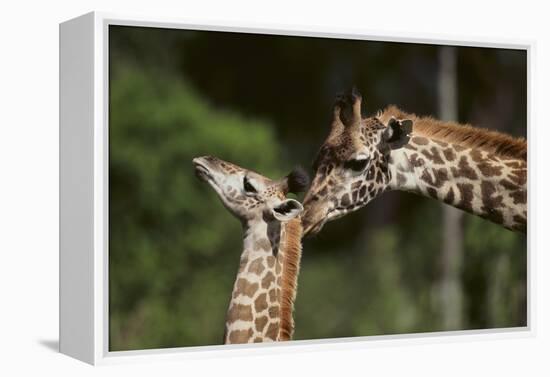 Mother and Baby Giraffe-DLILLC-Framed Premier Image Canvas
