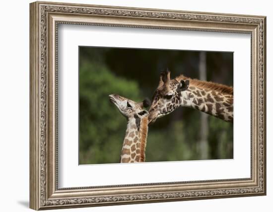 Mother and Baby Giraffe-DLILLC-Framed Photographic Print