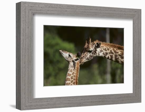 Mother and Baby Giraffe-DLILLC-Framed Photographic Print