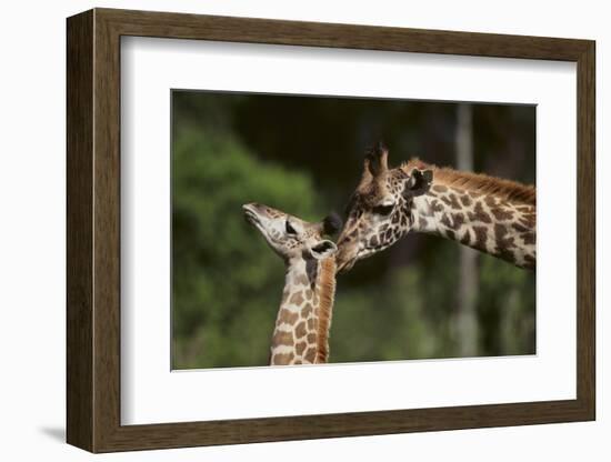Mother and Baby Giraffe-DLILLC-Framed Photographic Print