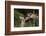 Mother and Baby Giraffe-DLILLC-Framed Photographic Print