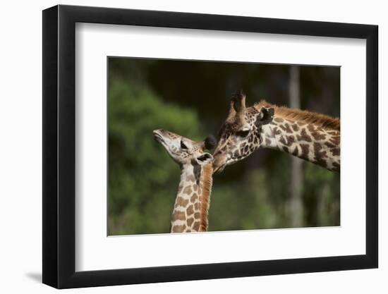 Mother and Baby Giraffe-DLILLC-Framed Photographic Print