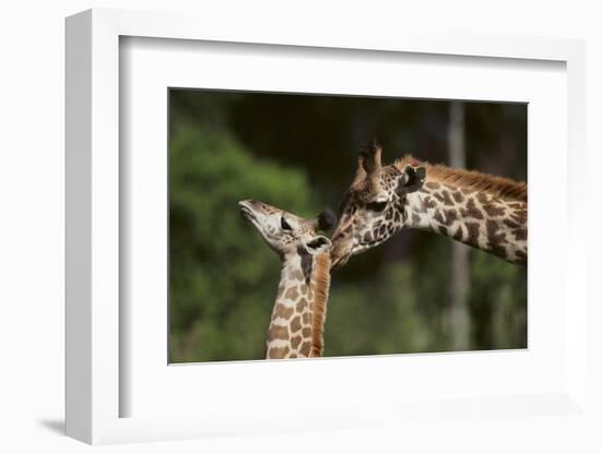 Mother and Baby Giraffe-DLILLC-Framed Photographic Print