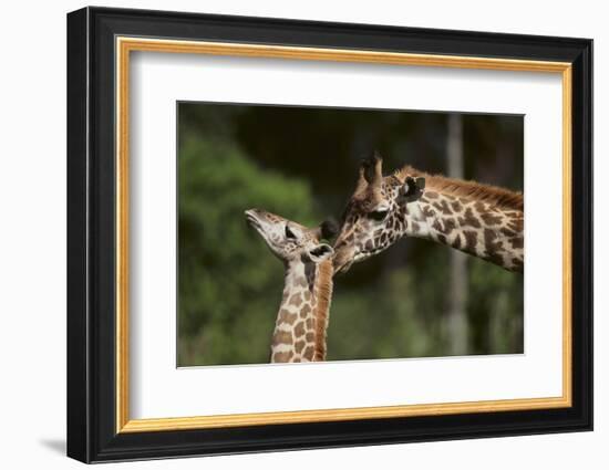 Mother and Baby Giraffe-DLILLC-Framed Photographic Print