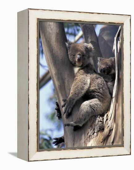 Mother and Baby Koala on Blue Gum, Kangaroo Island, Australia-Howie Garber-Framed Premier Image Canvas