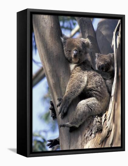 Mother and Baby Koala on Blue Gum, Kangaroo Island, Australia-Howie Garber-Framed Premier Image Canvas