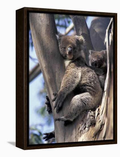 Mother and Baby Koala on Blue Gum, Kangaroo Island, Australia-Howie Garber-Framed Premier Image Canvas