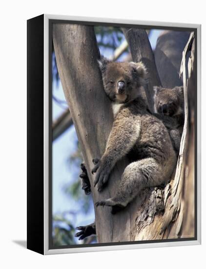 Mother and Baby Koala on Blue Gum, Kangaroo Island, Australia-Howie Garber-Framed Premier Image Canvas