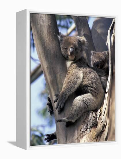 Mother and Baby Koala on Blue Gum, Kangaroo Island, Australia-Howie Garber-Framed Premier Image Canvas