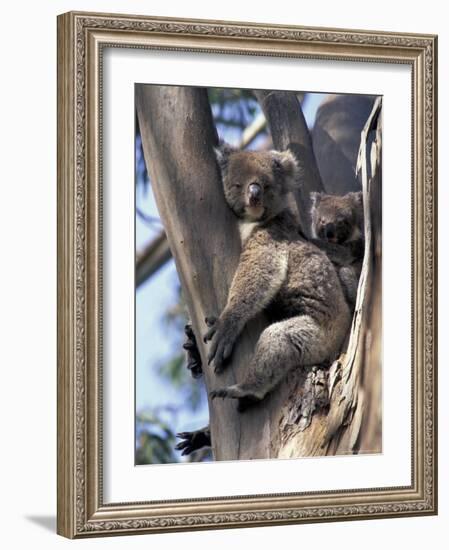 Mother and Baby Koala on Blue Gum, Kangaroo Island, Australia-Howie Garber-Framed Photographic Print