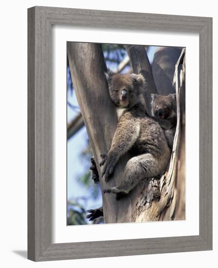 Mother and Baby Koala on Blue Gum, Kangaroo Island, Australia-Howie Garber-Framed Photographic Print