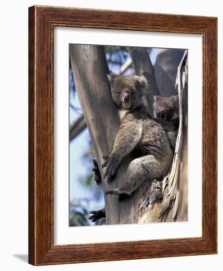 Mother and Baby Koala on Blue Gum, Kangaroo Island, Australia-Howie Garber-Framed Photographic Print