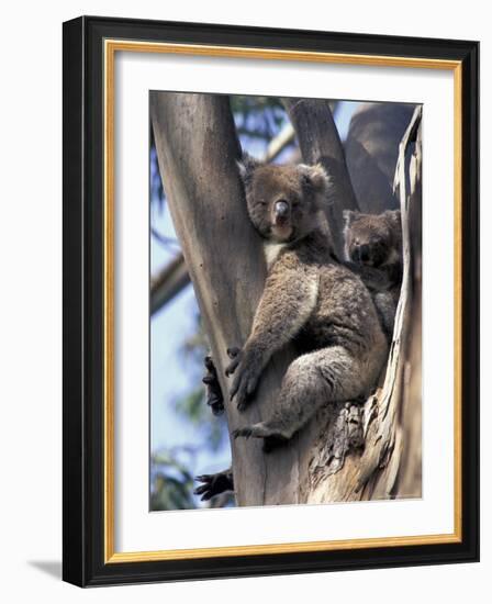 Mother and Baby Koala on Blue Gum, Kangaroo Island, Australia-Howie Garber-Framed Photographic Print