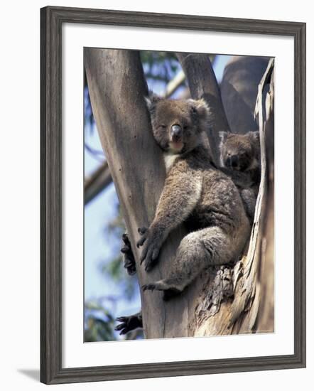 Mother and Baby Koala on Blue Gum, Kangaroo Island, Australia-Howie Garber-Framed Photographic Print