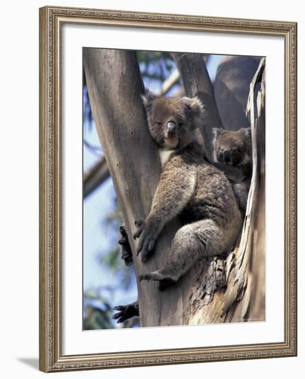 Mother and Baby Koala on Blue Gum, Kangaroo Island, Australia-Howie Garber-Framed Photographic Print