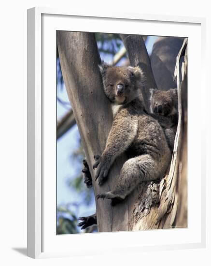 Mother and Baby Koala on Blue Gum, Kangaroo Island, Australia-Howie Garber-Framed Photographic Print