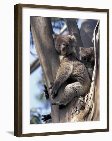 Mother and Baby Koala on Blue Gum, Kangaroo Island, Australia-Howie Garber-Framed Photographic Print