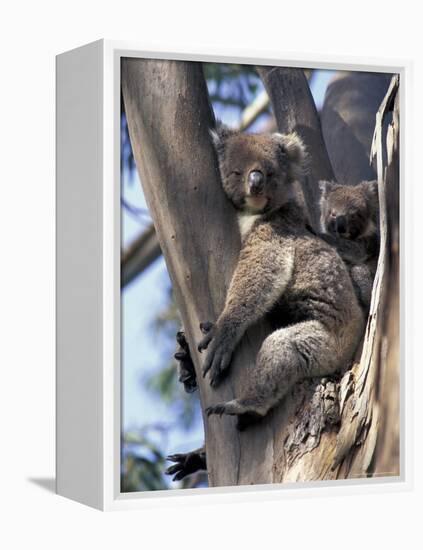 Mother and Baby Koala on Blue Gum, Kangaroo Island, Australia-Howie Garber-Framed Premier Image Canvas