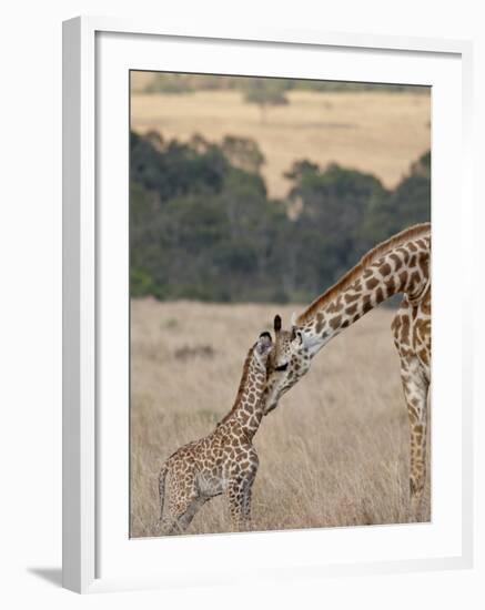 Mother and Baby Masai Giraffe Just Days Old-James Hager-Framed Photographic Print