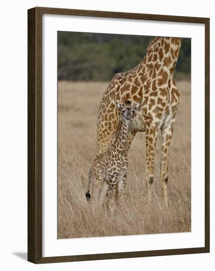 Mother and Baby Masai Giraffe Just Days Old-James Hager-Framed Photographic Print