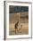 Mother and Baby Masai Giraffe Just Days Old-James Hager-Framed Photographic Print