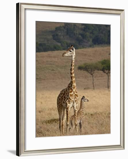 Mother and Baby Masai Giraffe Just Days Old-James Hager-Framed Photographic Print