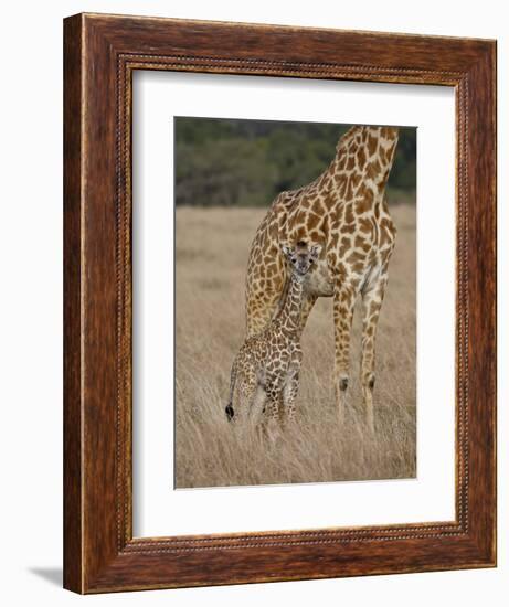 Mother and Baby Masai Giraffe Just Days Old-James Hager-Framed Photographic Print