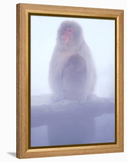 Mother and Baby Monkeys at Jigokudani Hot Spring, Nagano, Japan-null-Framed Premier Image Canvas